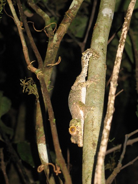 листохвостый гекон